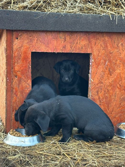 Cățeluși spre adopție