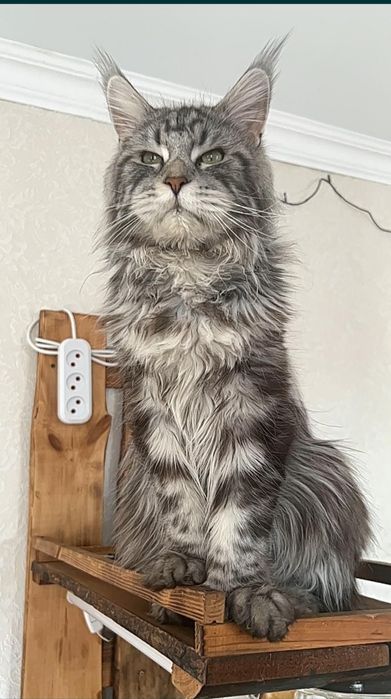 Котята Мейн Куна