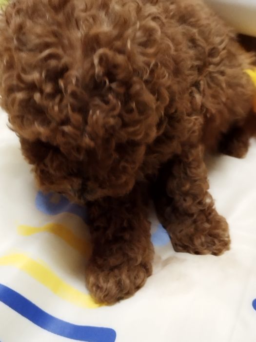 Той пудел родословен