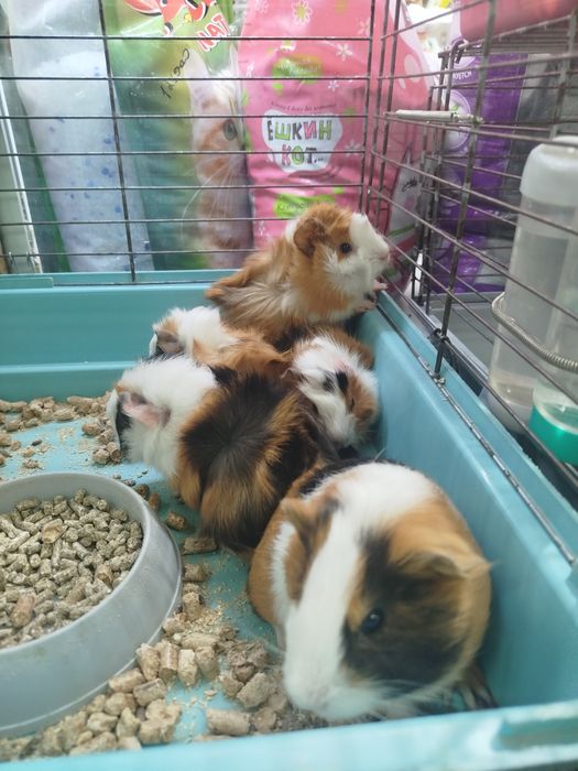 Морские свинки в продаже