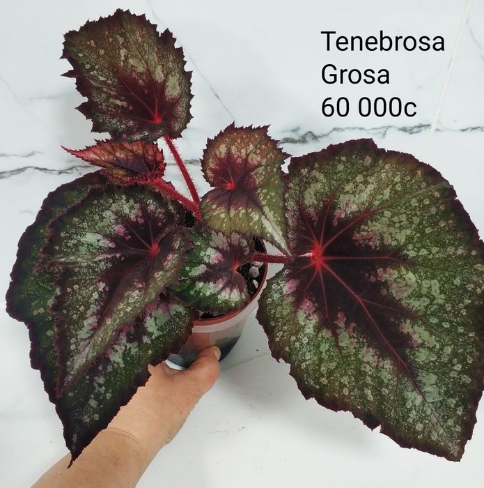 Бегонии сортовые.