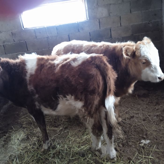 Продам 2 бычков ...