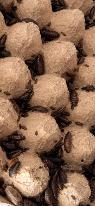 Мраморные тараканы Elite +