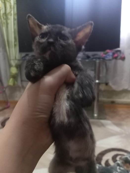 Отдам котят в хорошие руки