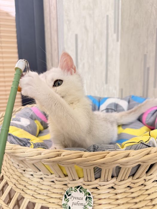 На продаже котенок