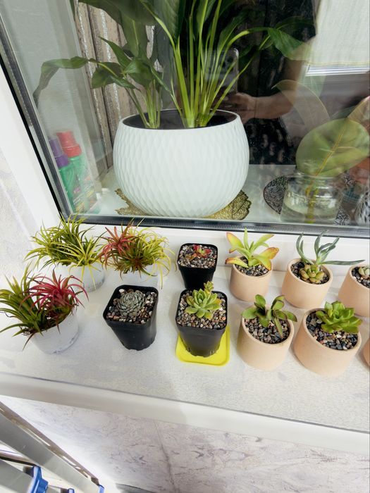 Продаю суккуленты