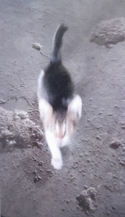 Ищу дом для котенка