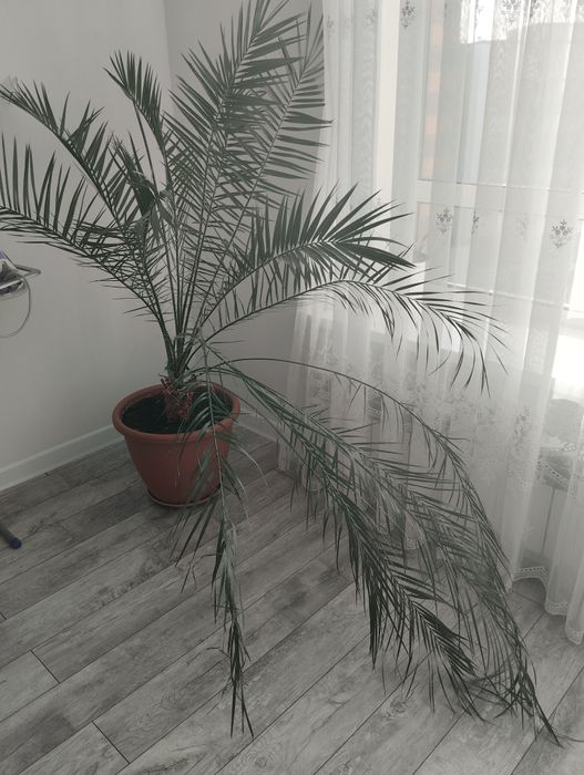 Пальма финиковая