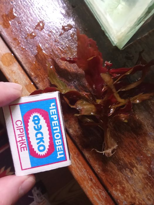 Аквариумные растения