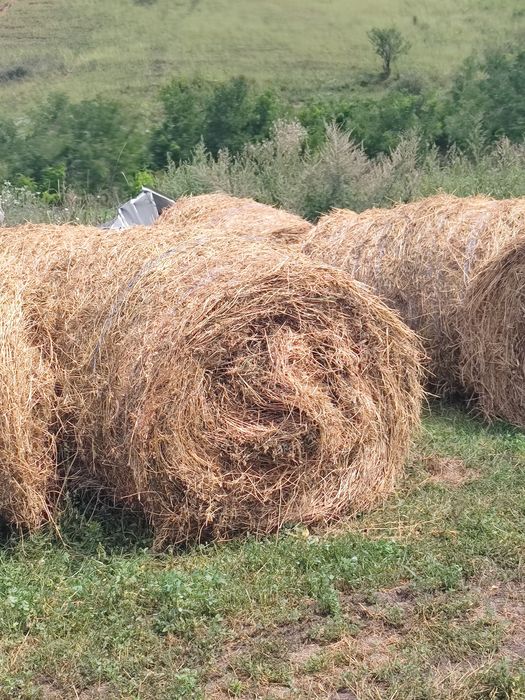 Baloți lucerna 120x120