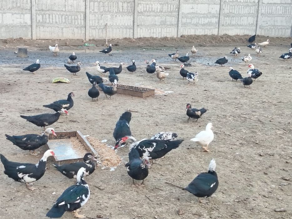 Индуткала сотилади 100000 сум сони 80 та