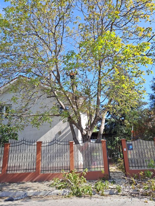 Tăiere/Fasonare Arbori De Mari Dimensiuni La Cel mai Bun Preț.