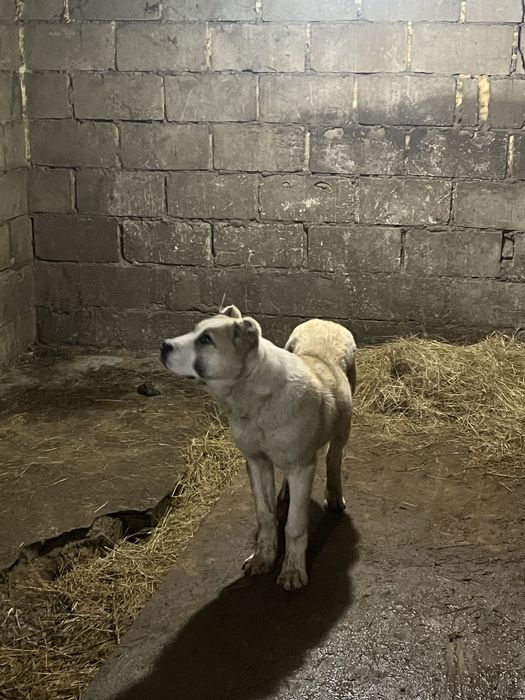 Еркек алабай күшік сатылады 5айлық