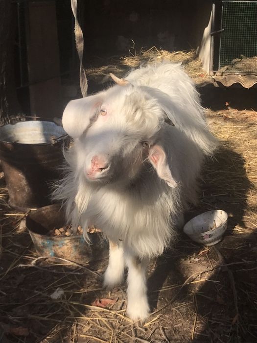 Ечки сотлади