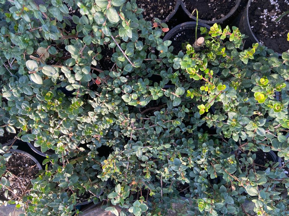 Ягодова мирта, чилийска гуава, Ugni molinae, растения плододаващи