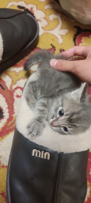 Котята в хорошие руки