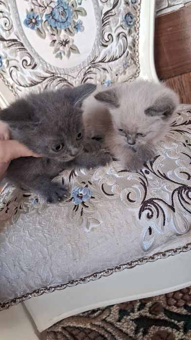 Mushukchalar 1 oylik siamski