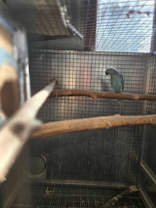 Papagal Micul Alexandru, Cuba, Calugar, Agapornis, Amazon bun vorbitor