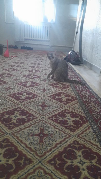 Кошка пародистый