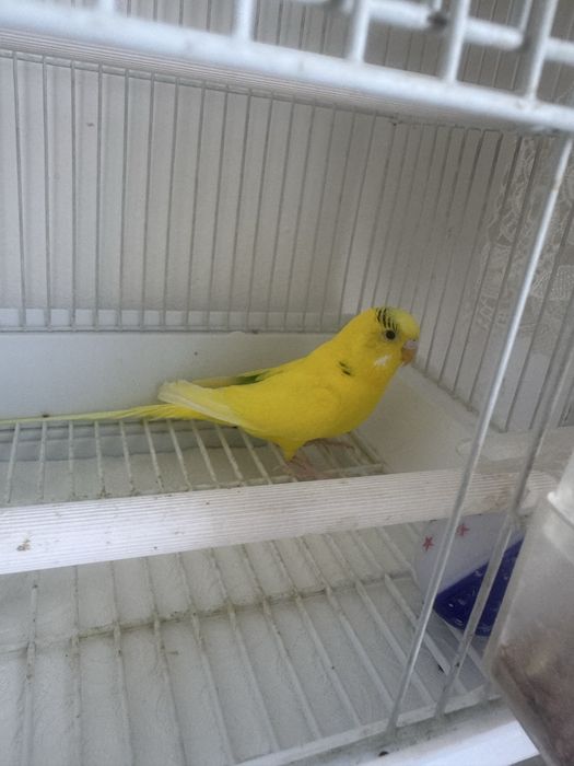 Продам попугая с сеткой