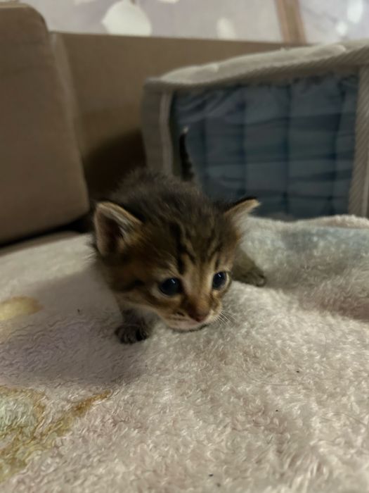 Кошка шотланские вислоухия