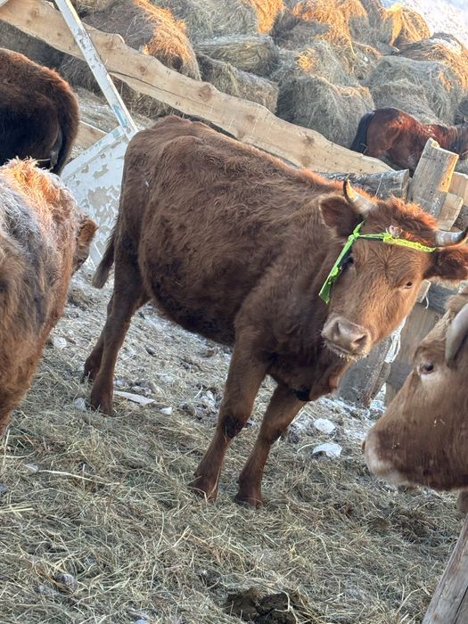 Сиыр сатам Өскемен