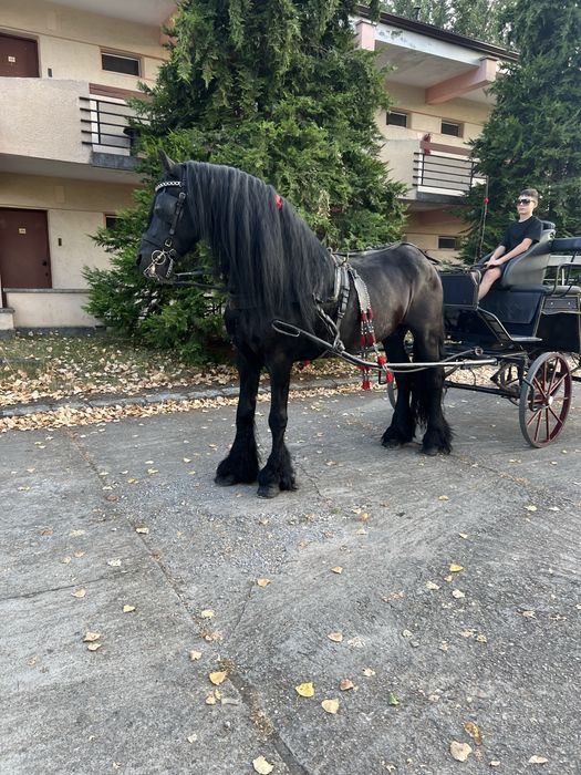 Vand armasar frizian