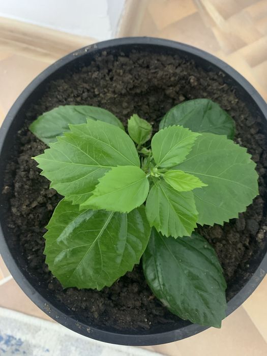 Комнатные растения