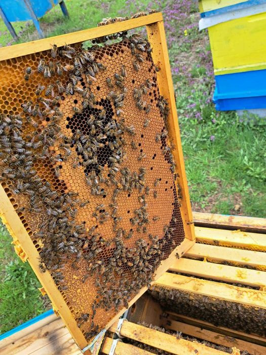 Пчелни отводки и пчелни рамки със запечатано пило и пчели