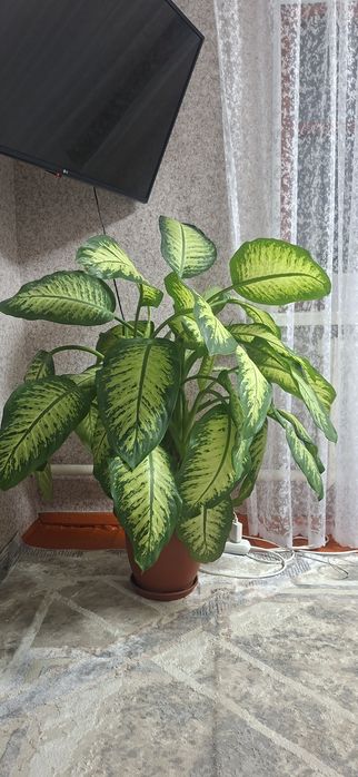 Комнатные растения
