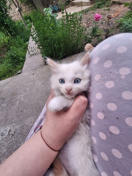 Котёнок мальчик сиамский