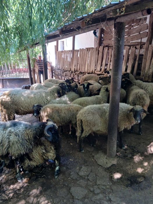 Animale domestice,oi de rasă
