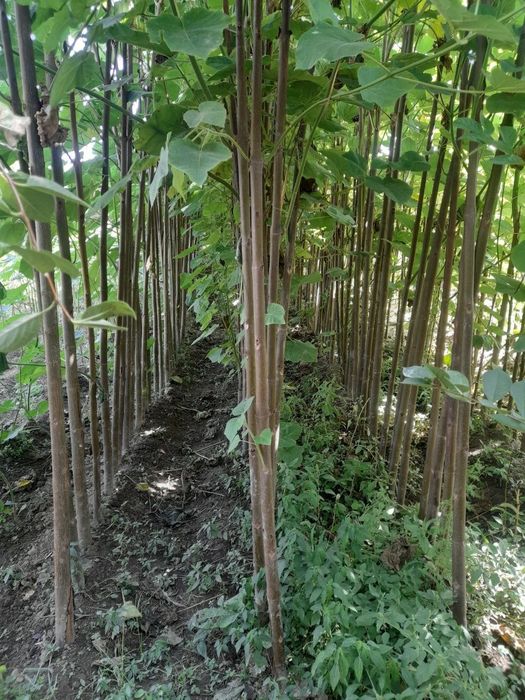 Pavloniya koʻchatlari bor