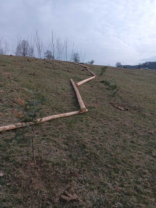 Vând puieții tratați și comestibil