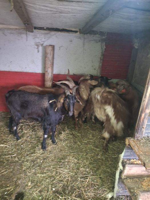 De vinzare tapi buni