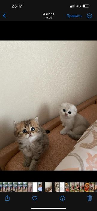 котик для случки