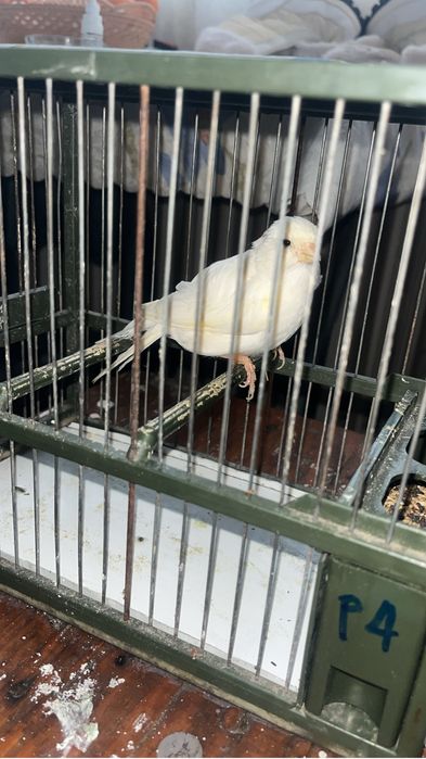 Canari cauta casa noua .