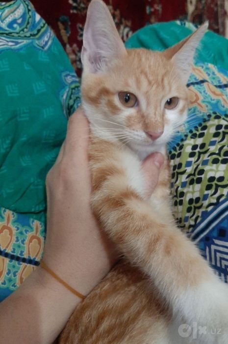 Котёнок в заботливые руки