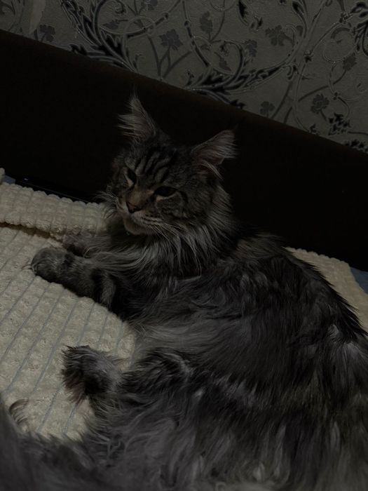 Кот 3 года зовут Норд