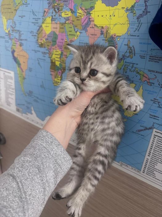 Продам  породистых котят