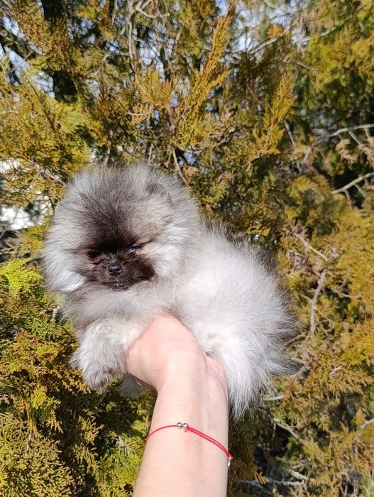 Pomeranian femela mini toy
