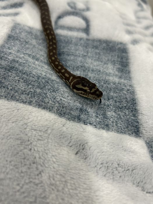 Продам змею, питон брэдли