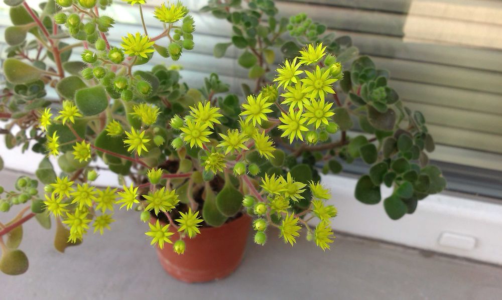 Дърво на Парите/Айхризон, Дърво на живота, Стайна Палма Юка