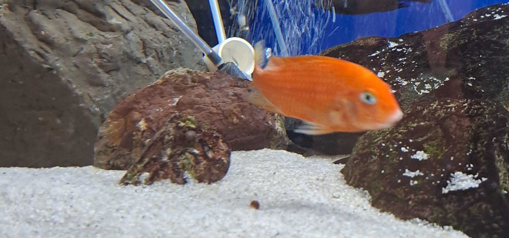 Продавам Tropheus Red Bishup