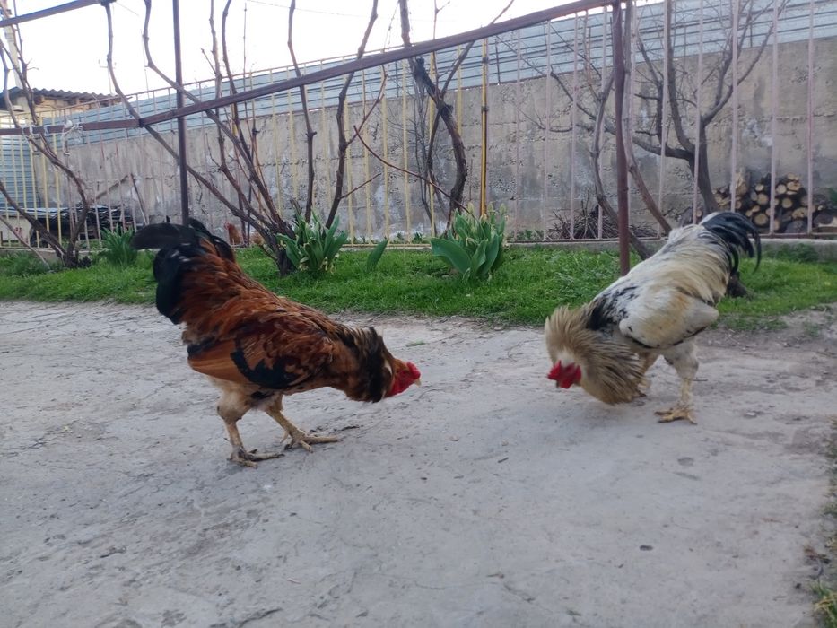 Пехут домашный 1,5год Активный