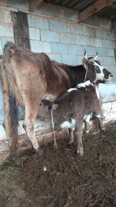 Срочно бызаулы сутти сиыр сатылады!!!