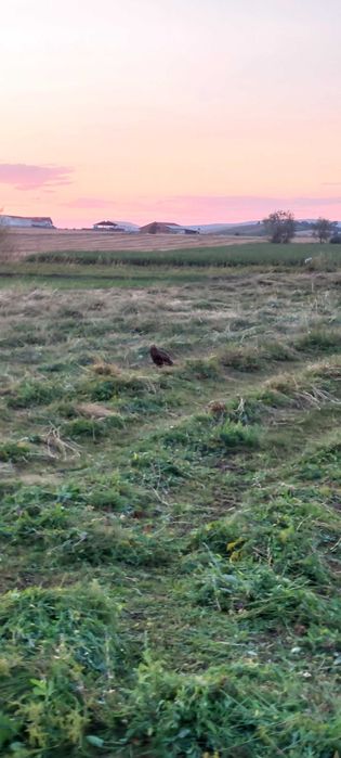 Vand baloți de fan !