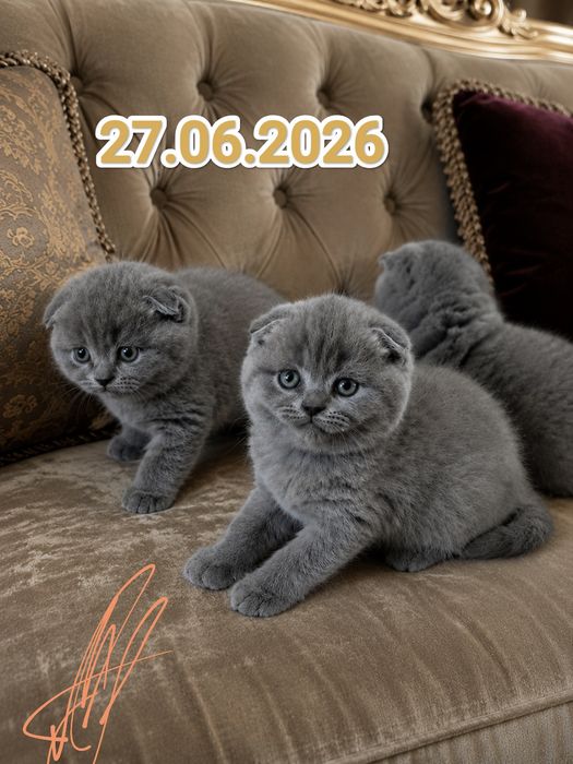 Шотландцы Скоттиш Фолд Вислоухие