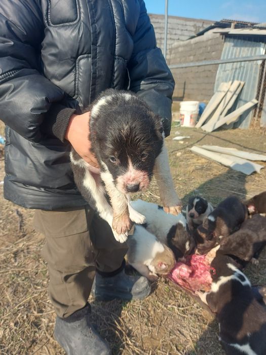 Щенок, Алабай, САО. Собака