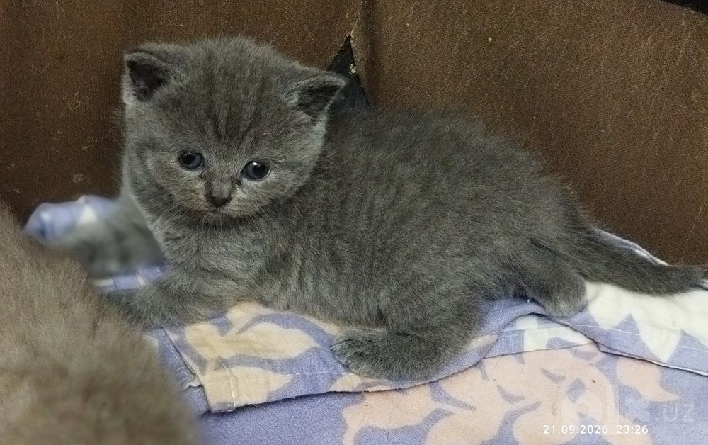 Шотланские котята